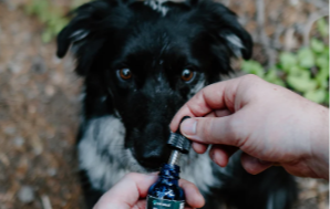 How Long Does It Take Cbd to Kick in for Dogs