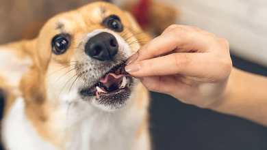 How Long Does It Take for Cbd Dog Treats to Take Effect
