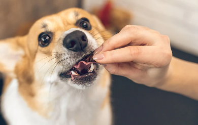 How Long Does It Take for Cbd Dog Treats to Take Effect