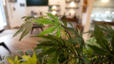 How Old Do You Have to Be to Buy Cbd in Texas