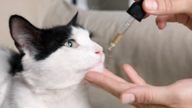How to Give Cbd to Cats