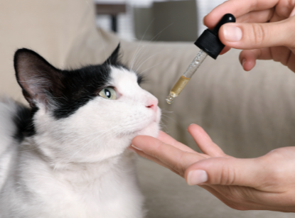 How to Give Cbd to Cats