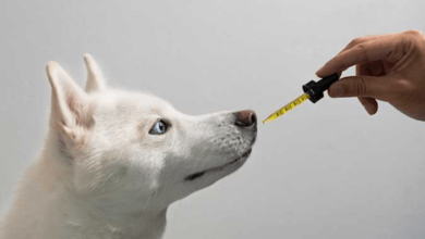 How Long Does Cbd Last for My Dog