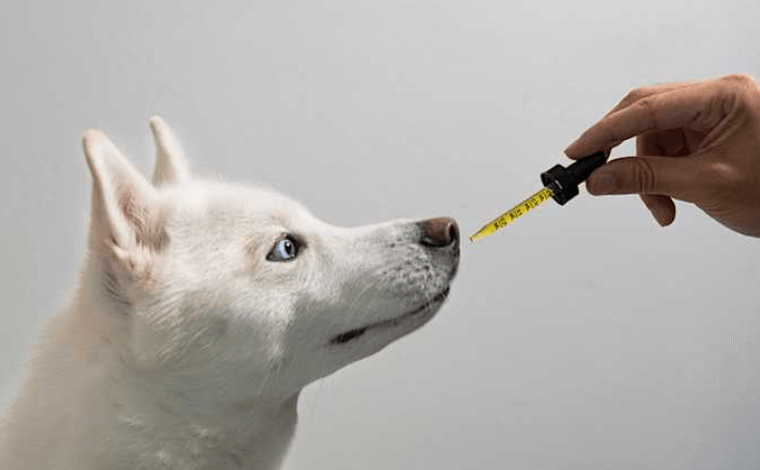 How Long Does Cbd Last for My Dog
