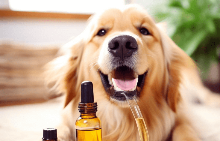 How Long Does Cbd Last in a Dog