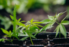 Cannabis That’s Clean, Consistent, and Curated Just for You