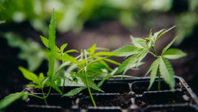 Cannabis That’s Clean, Consistent, and Curated Just for You