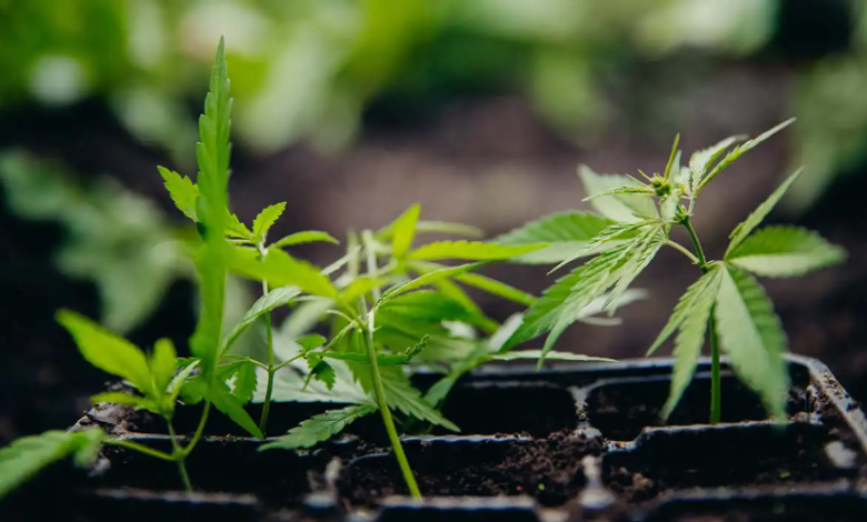 Cannabis That’s Clean, Consistent, and Curated Just for You