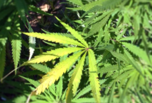 Pennsylvania Marijuana in 2025: Medical Updates, Cost Savings, and the Push Toward Recreational
