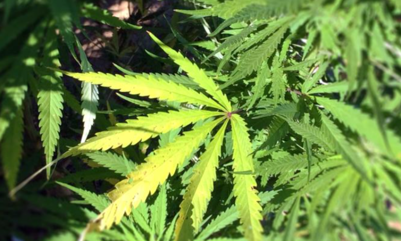 Pennsylvania Marijuana in 2025: Medical Updates, Cost Savings, and the Push Toward Recreational