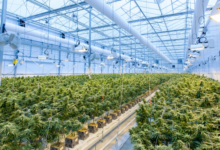 BudsCannaCorner – North America’s Premier Cannabis Destination