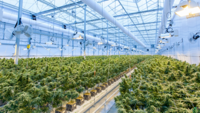 BudsCannaCorner – North America’s Premier Cannabis Destination
