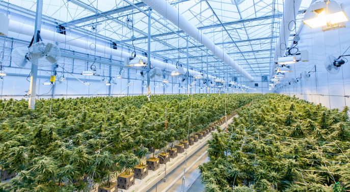 BudsCannaCorner – North America’s Premier Cannabis Destination